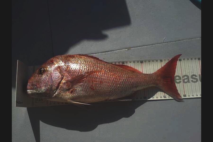 Ian Miller caught this 76.0cm Snapper at Kari kari during The Export NZ Fishing Competition