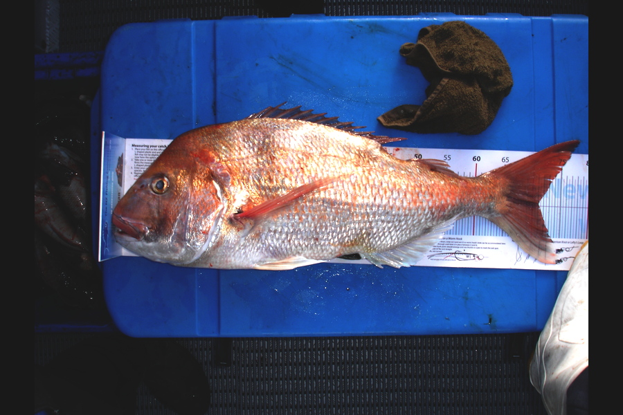 Troy Dando caught this 71.0cm Snapper at Durville Island during The Export NZ Fishing Competition