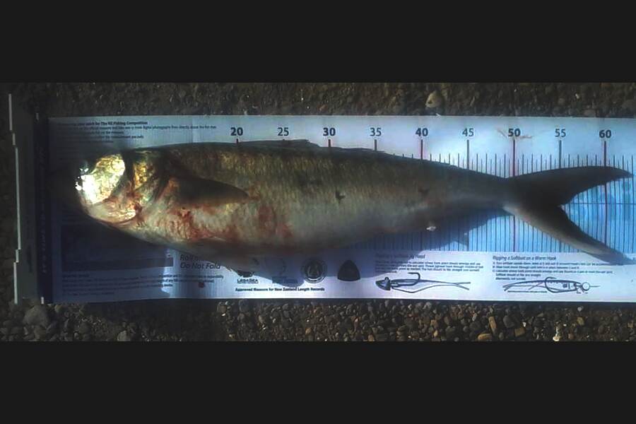 kelly coley caught this 54.5cm Kahawai at akitio during The Export NZ Fishing Competition