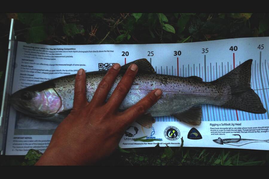 Ian Pedersen caught this 42.5cm Trout at Utuhina Stream during The Export NZ Fishing Competition