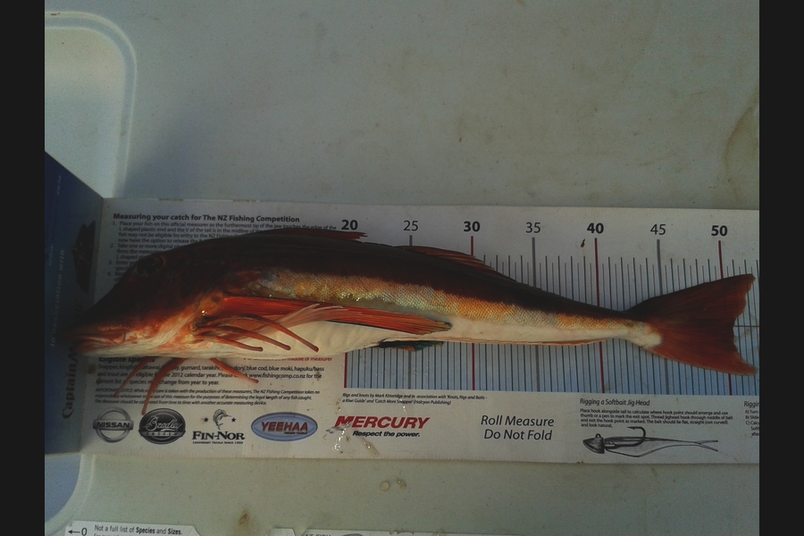 Dan Musson caught this 50.5cm Gurnard at welly harb during The Export NZ Fishing Competition