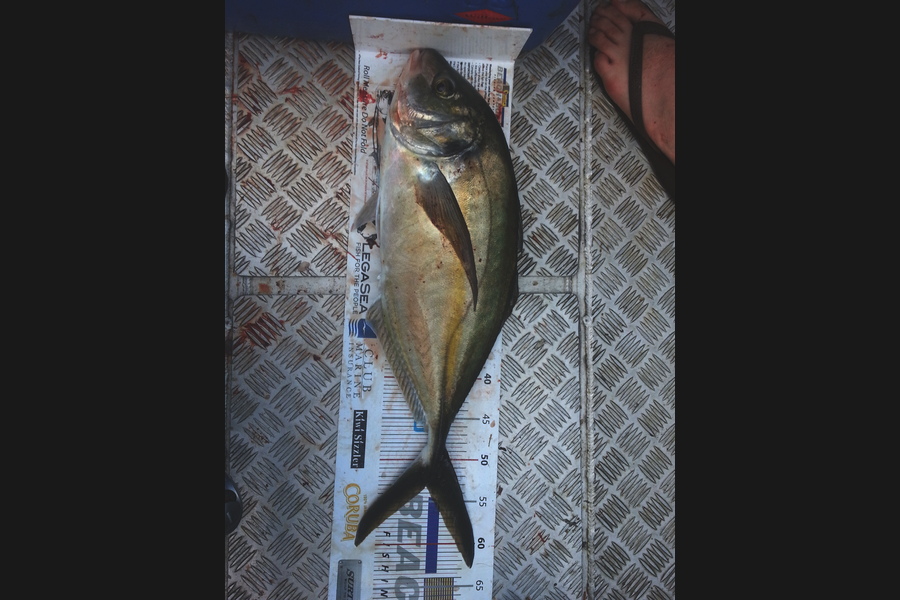 Spencer Roff caught this 53.0cm Trevally at Mokes during The Export NZ Fishing Competition