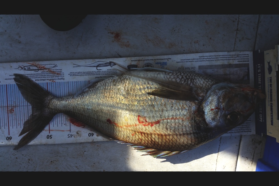 Gavin Henderson caught this 54.0cm Tarakihi at mana during The Export NZ Fishing Competition