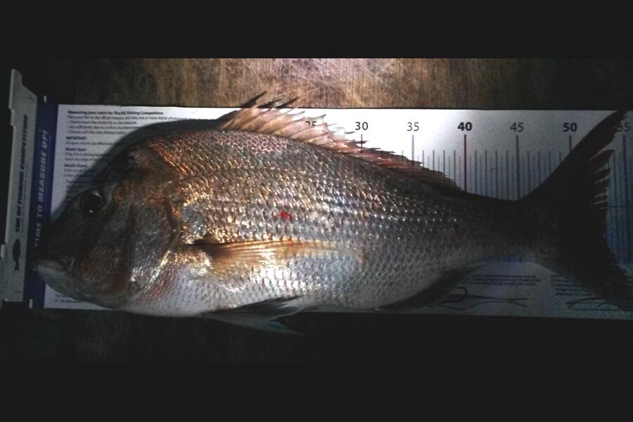 Nicholas Robinson caught this 52.5cm Snapper at Tauranga Harbour during The Export NZ Fishing Competition