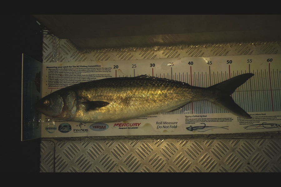 Doug Gray caught this 49.5cm Kahawai at Gisborne during The Export NZ Fishing Competition