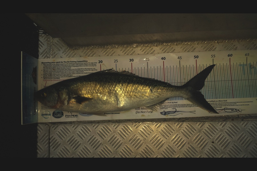 Tina  Williams-Swann caught this 50.0cm Kahawai at Gisborne during The Export NZ Fishing Competition