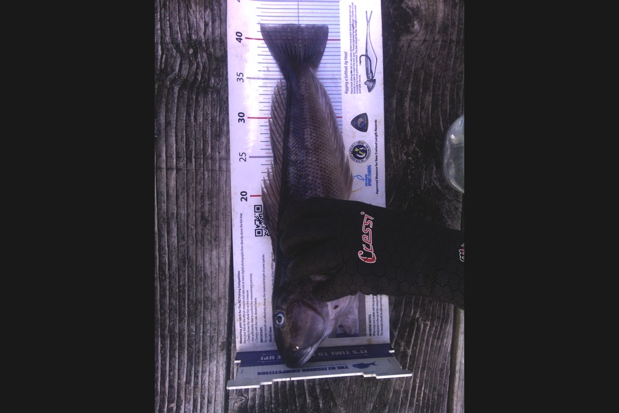 Jeremy Arnold caught this 42.0cm Blue Cod at bluff during The Export NZ Fishing Competition