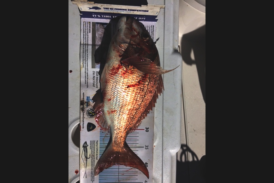 Tony Smith caught this 39.5cm Snapper at Tiri during The Export NZ Fishing Competition