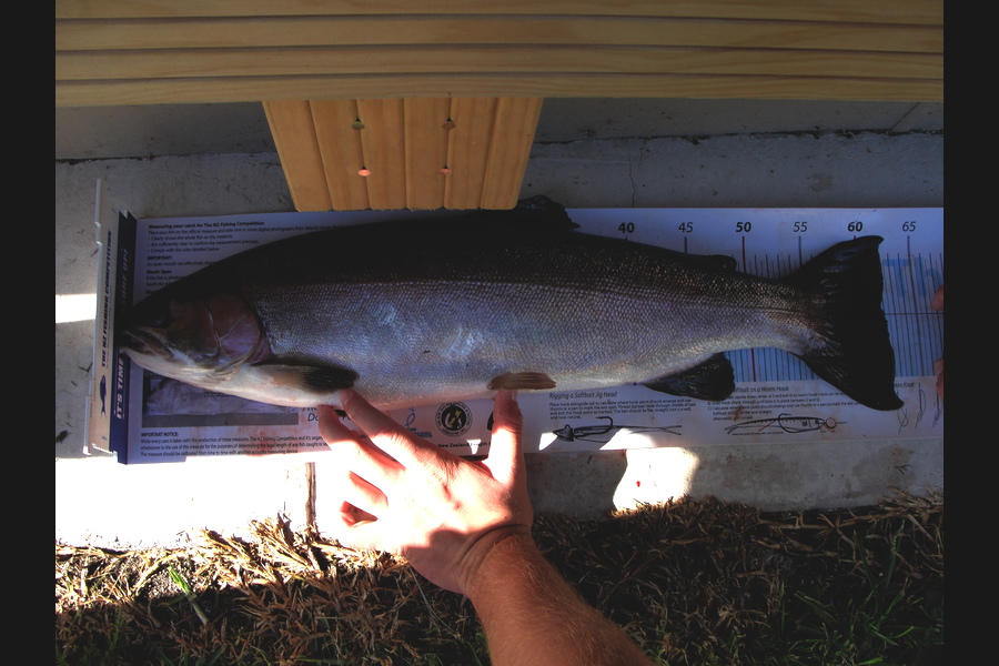 Neil Gwillim caught this 62.0cm Trout at Lake Rotoiti during The Export NZ Fishing Competition