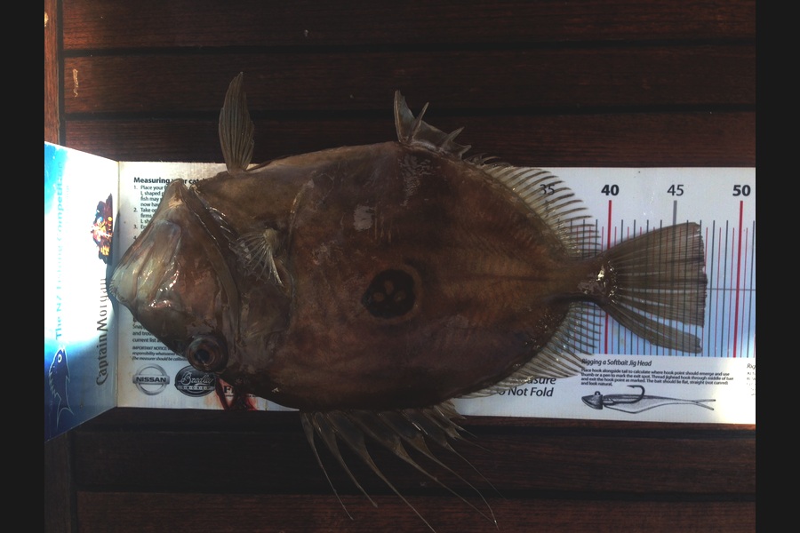 Kevin Beasley caught this 47.5cm John Dory at Great Barrier during The Export NZ Fishing Competition
