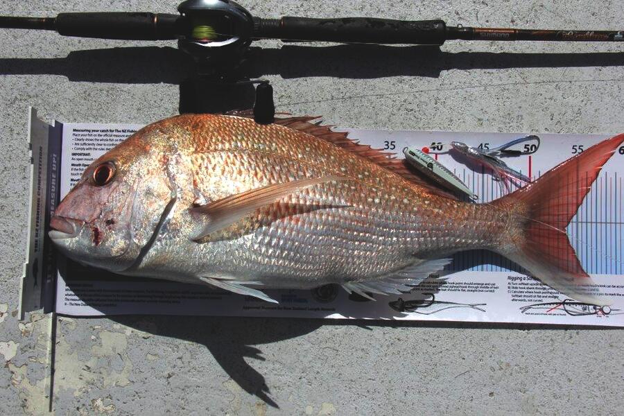 Spencer Roff caught this 53.5cm Snapper at Omaha Bay during The Export NZ Fishing Competition