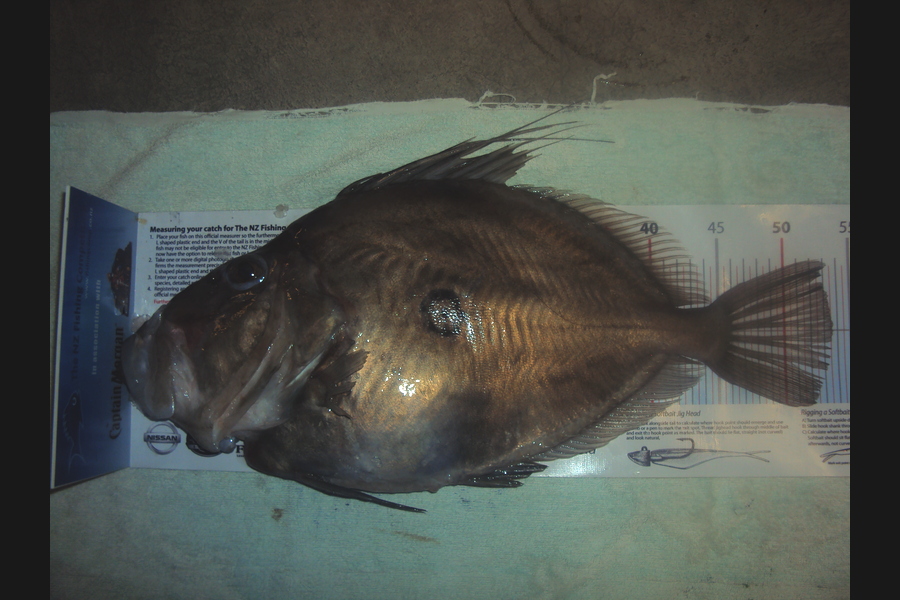 Peter Connolly caught this 53.5cm John Dory at stephens island during The Export NZ Fishing Competition