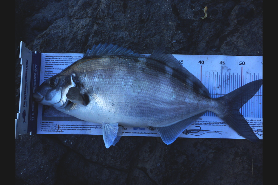 Jay Harland caught this 49.5cm Blue Moki at Banks Peninsula during The Export NZ Fishing Competition
