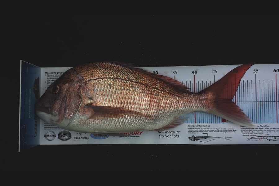 Graeme Mckay caught this 49.0cm Snapper at whakatane during The Export NZ Fishing Competition