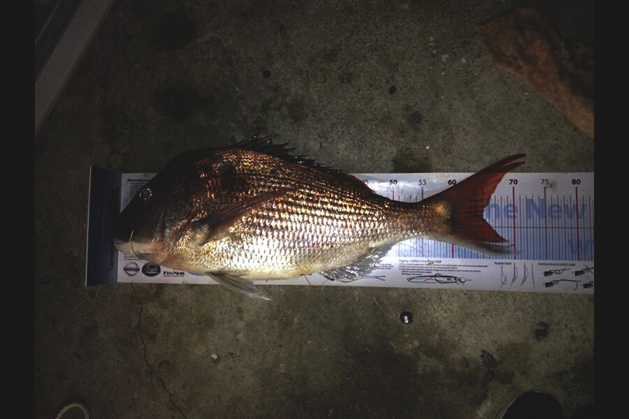 Anthony Murray caught this 65.0cm Snapper at Wellington West during The Export NZ Fishing Competition