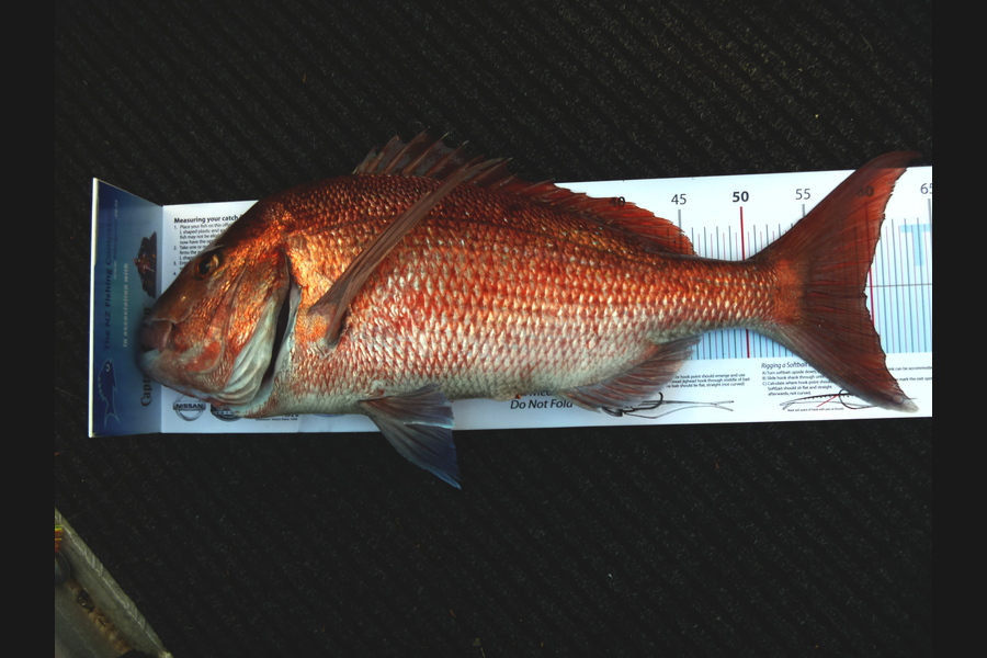 Aron McKeown caught this 59.5cm Snapper at Flat Rock during The Export NZ Fishing Competition