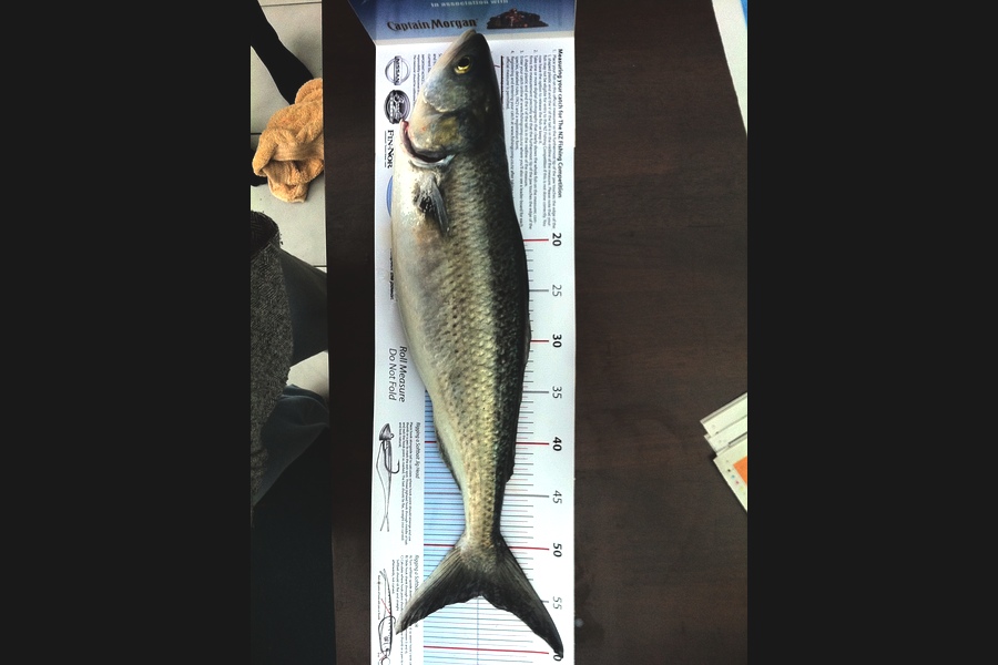 Matthew Carnachan caught this 54.5cm Kahawai at Wellington during The Export NZ Fishing Competition