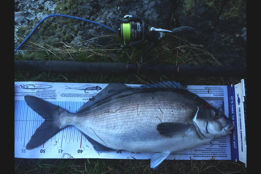Jay Harland caught this 50.0cm Blue Moki at Banks Peninsula during The Export NZ Fishing Competition
