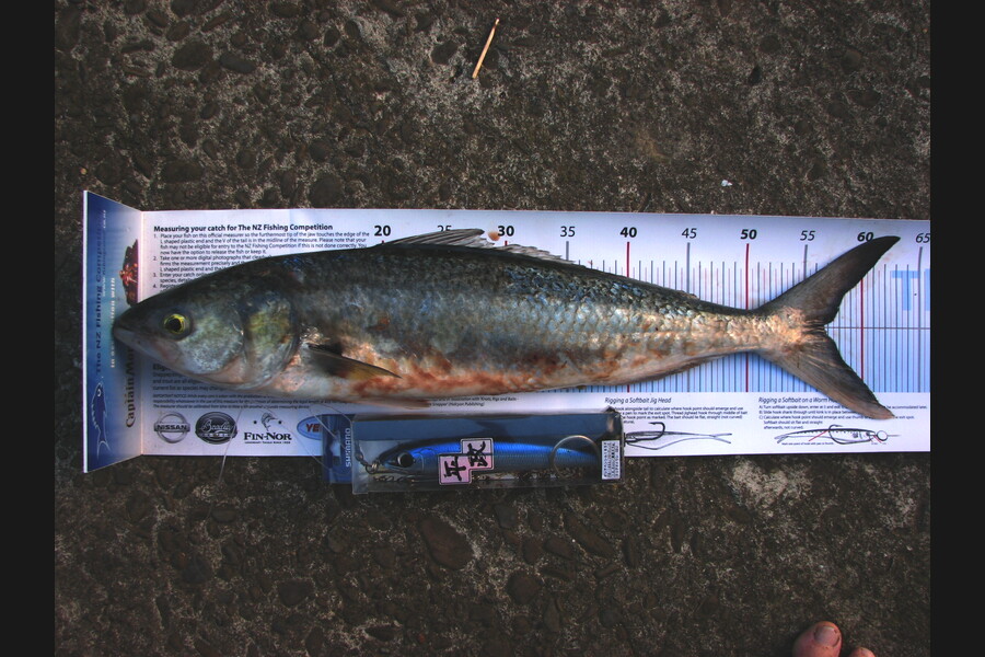 Graeme Mckay caught this 56.5cm Kahawai at Cape Runaway during The Export NZ Fishing Competition