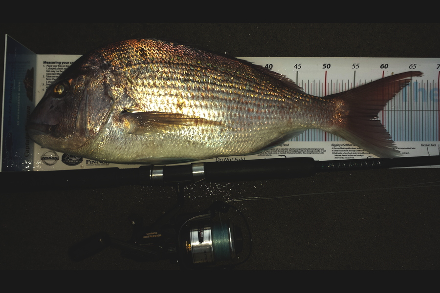 Craig Miller caught this 59.0cm Snapper at Gisborne during The Export NZ Fishing Competition