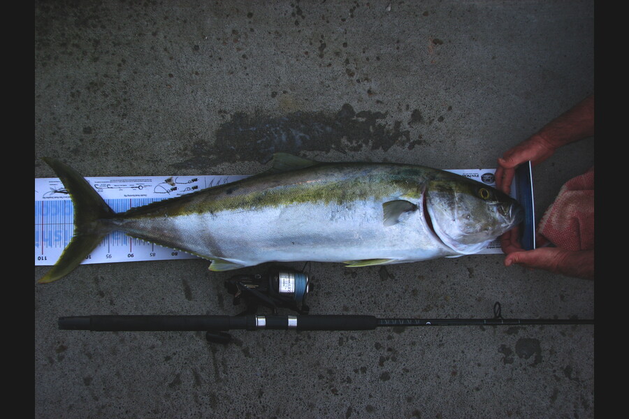 Graeme Mckay caught this 103.0cm Kingfish at Gisborne during The Export NZ Fishing Competition