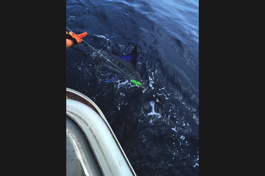 Bryce Wainhouse caught this 0.0cm Striped Marlin at Piringaringa trench during The Export NZ Fishing Competition