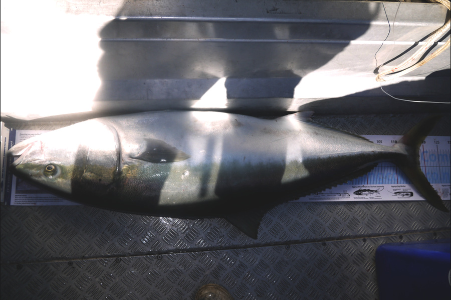 Jesse Crasborn caught this 118.0cm Kingfish at D'Urville Island during The Export NZ Fishing Competition