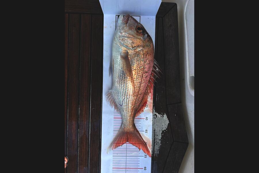   caught this 49.5cm Snapper at Pacific Harbour during The Export NZ Fishing Competition