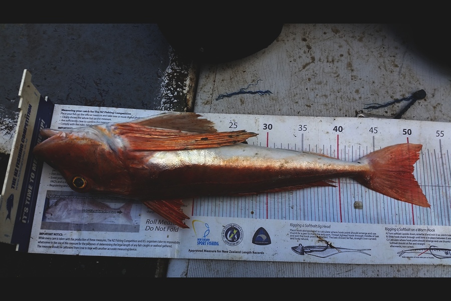 Gavin Henderson caught this 50.0cm Gurnard at kapiti during The Export NZ Fishing Competition
