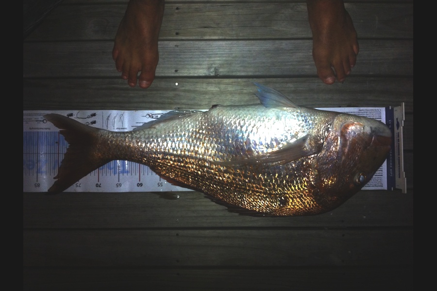 Miranda Harrison caught this 76.5cm Snapper at Boi  during The Export NZ Fishing Competition