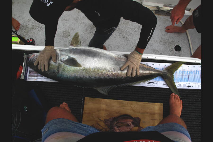evan cook caught this 117.0cm Kingfish at far north during The Export NZ Fishing Competition