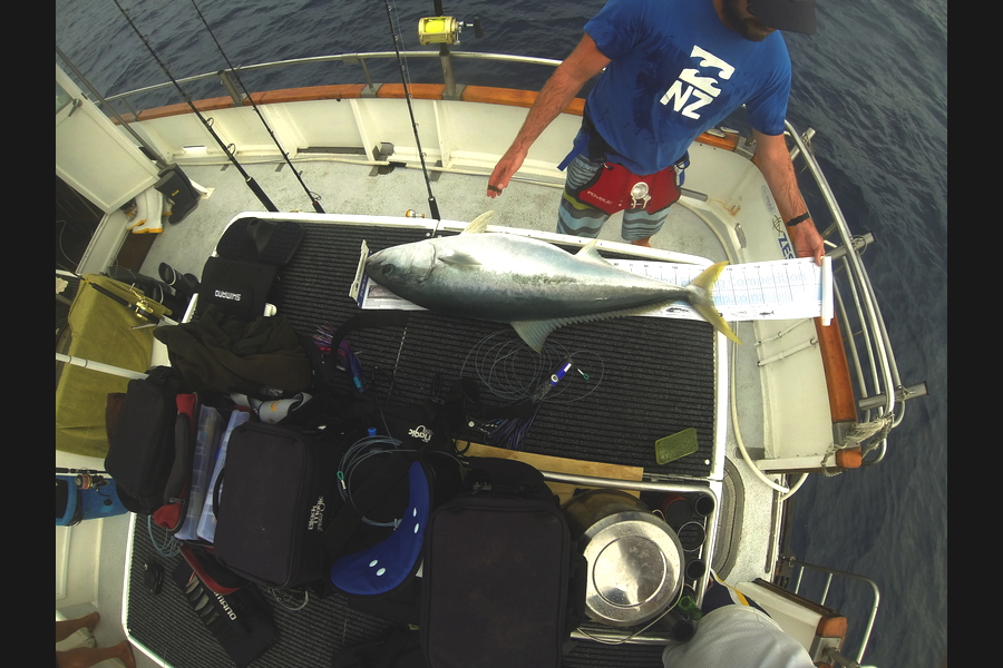 Alastair Cook caught this 112.5cm Kingfish at far north during The Export NZ Fishing Competition