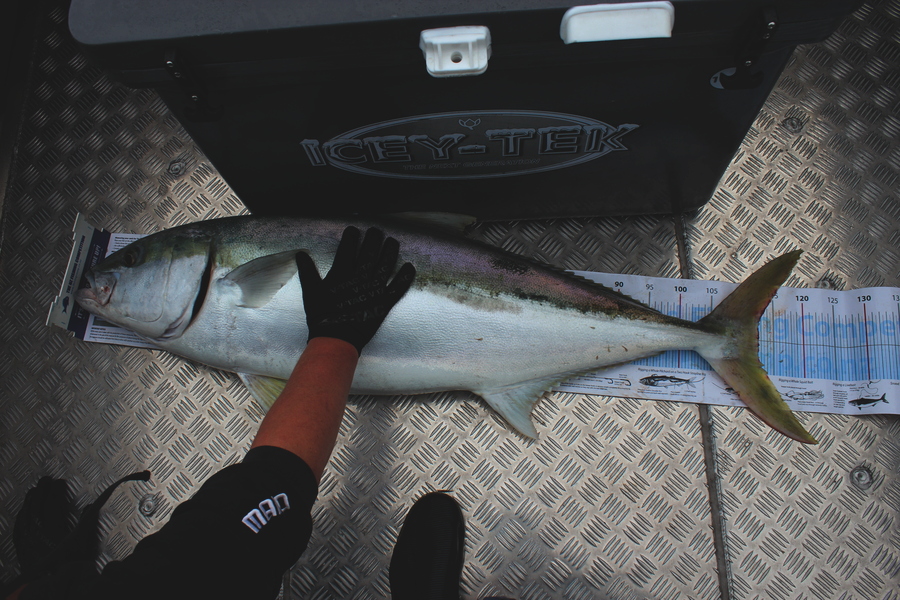 Mark Cotton caught this 112.5cm Kingfish at D'Urville Island during The Export NZ Fishing Competition