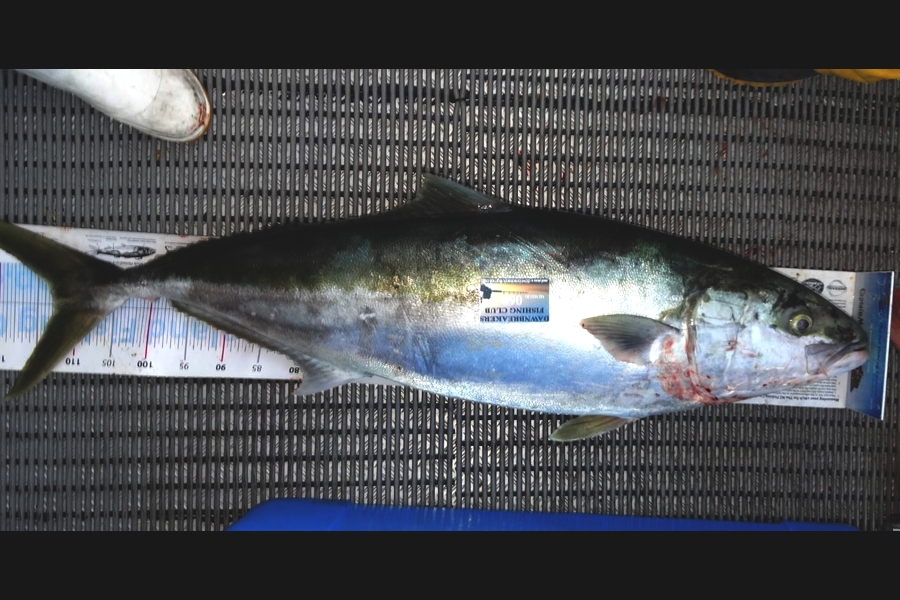 Troy Dando caught this 112.5cm Kingfish at Durville Island during The Export NZ Fishing Competition
