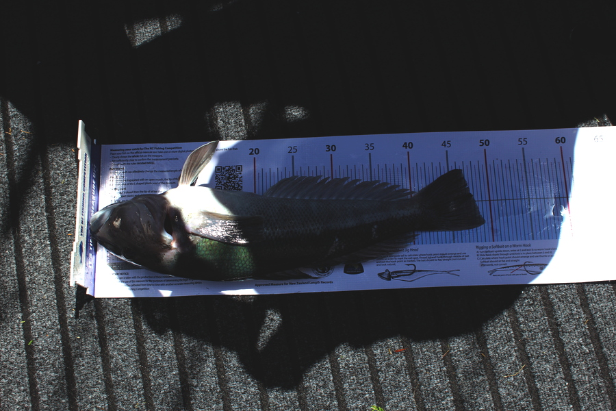 Mark Cotton caught this 47.0cm Blue Cod at D'urville Island during The Export NZ Fishing Competition