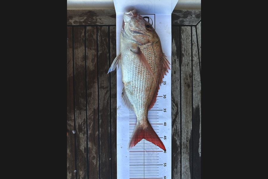   caught this 45.0cm Snapper at 33  during The Export NZ Fishing Competition