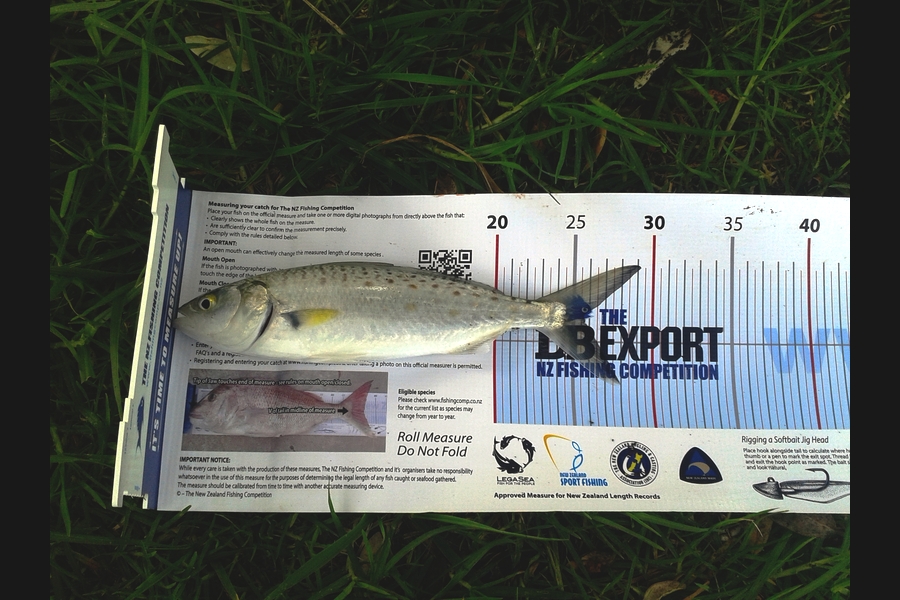 Mandy McCabe caught this 25.0cm Kahawai at Kawhia during The Export NZ Fishing Competition