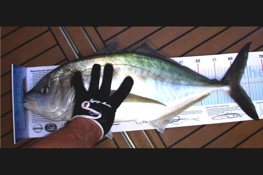 Troy Dando caught this 62.0cm Trevally at Durville Island during The Export NZ Fishing Competition