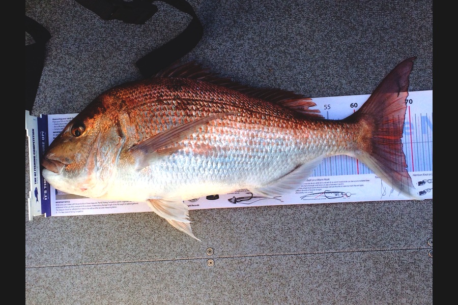 Aaron Nelson caught this 68.0cm Snapper at Bream bay during The Export NZ Fishing Competition
