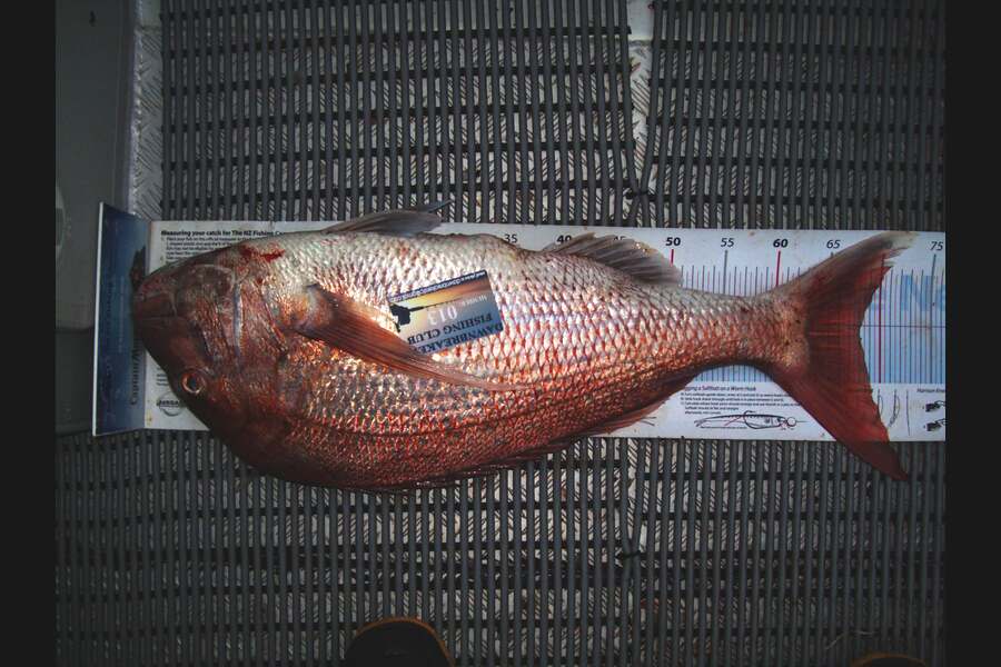 Gavin Williams caught this 68.0cm Snapper at Durville Island during The Export NZ Fishing Competition