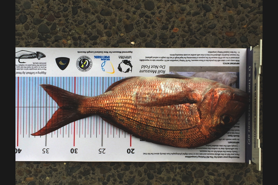 Michael Ngan caught this 32.5cm Snapper at whangaparaoa during The Export NZ Fishing Competition