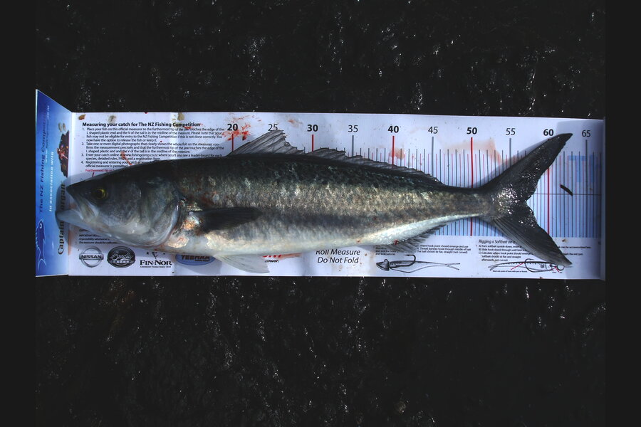 Simon Borich caught this 57.0cm Kahawai at Far North during The Export NZ Fishing Competition
