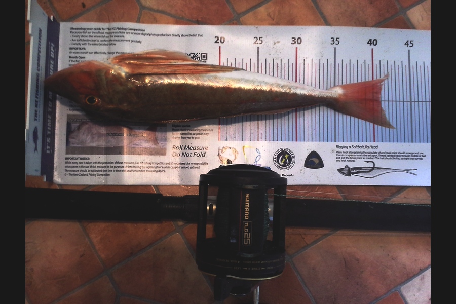 Steven Day caught this 40.5cm Gurnard at breambay during The Export NZ Fishing Competition