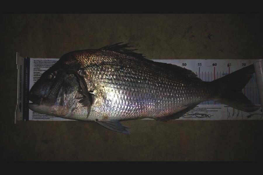 Mark Sorensen caught this 69.0cm Snapper at boi during The Export NZ Fishing Competition
