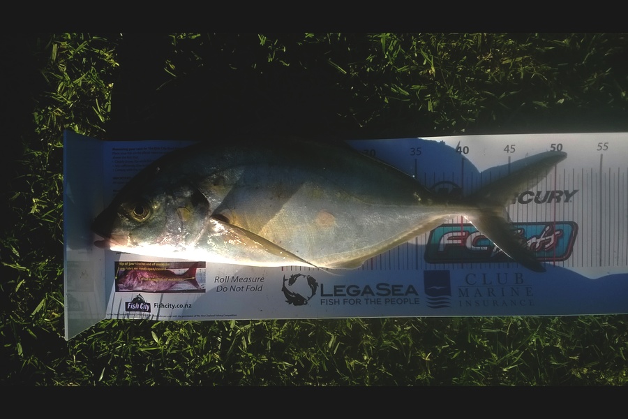 Mark Ray caught this 44.0cm Trevally at BOP during The Export NZ Fishing Competition