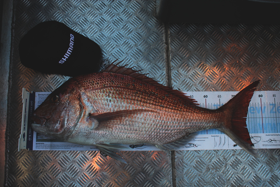 Mark Cotton caught this 74.0cm Snapper at D'Urville Island during The Export NZ Fishing Competition