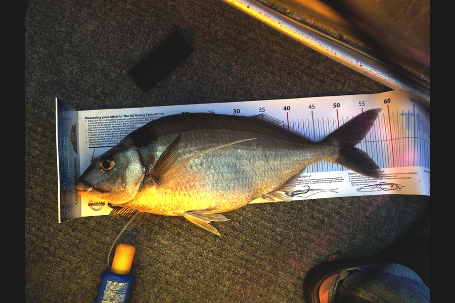 Mike Foothead caught this 52.5cm Tarakihi at Kapiti  during The Export NZ Fishing Competition