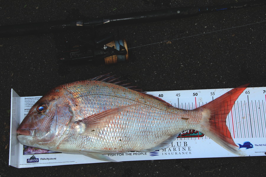 Phil Armstrong caught this 58.0cm Snapper at Raglan during The Export NZ Fishing Competition