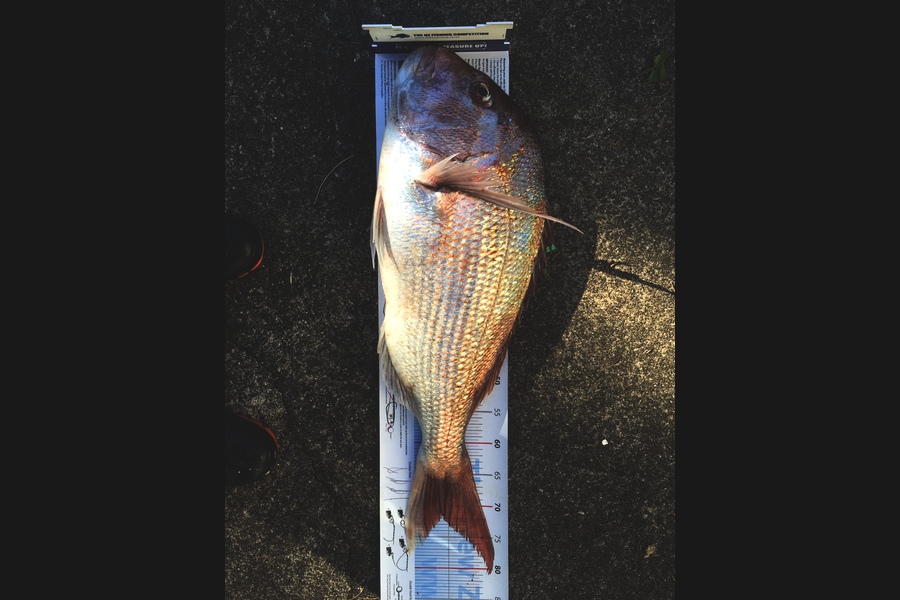 Shane Kretschmar caught this 71.5cm Snapper at oanui during The Export NZ Fishing Competition