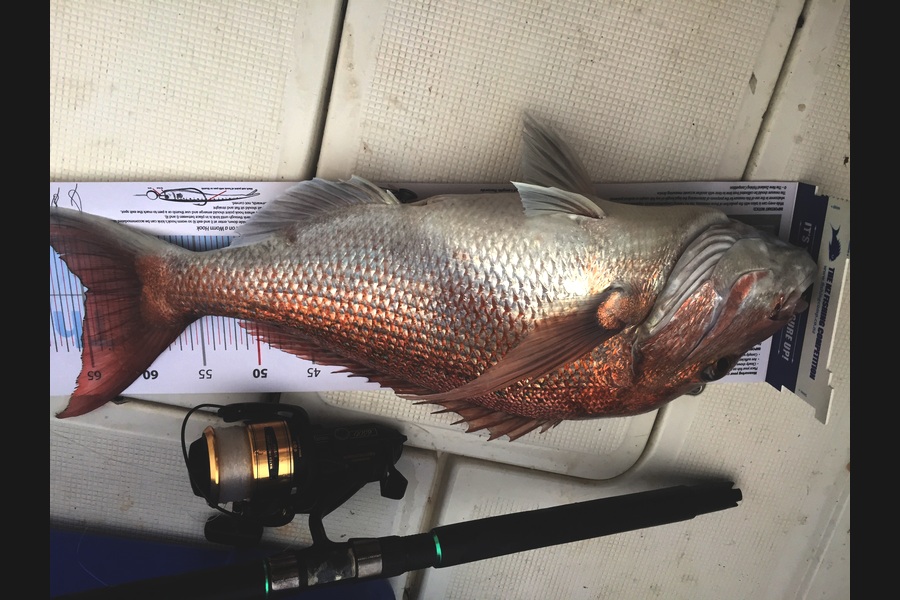 Dave McKeown caught this 64.5cm Snapper at Firth during The Export NZ Fishing Competition